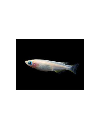 ORYZIAS LATIPES WHITE BLUE EYES
