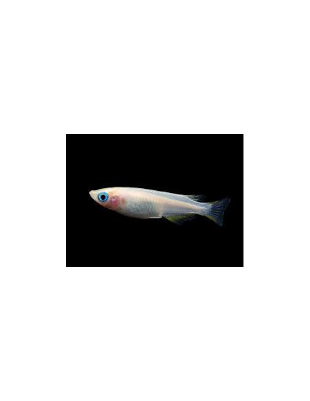 ORYZIAS LATIPES WHITE BLUE EYES