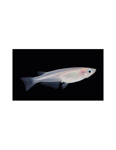 ORYZIAS LATIPES WHITE BLUE EYES