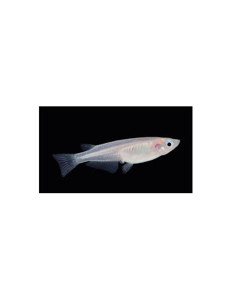 ORYZIAS LATIPES WHITE BLUE EYES