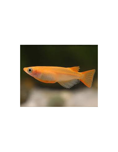 copia de ORYZIAS LATIPES ORANGE YOUKIHI