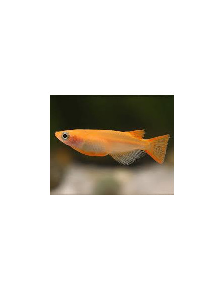 copia de ORYZIAS LATIPES ORANGE YOUKIHI