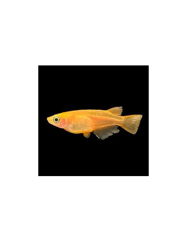 copia de ORYZIAS LATIPES ORANGE YOUKIHI