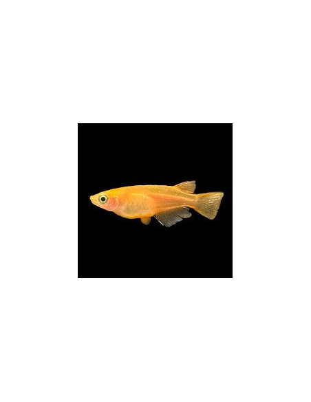 copia de ORYZIAS LATIPES ORANGE YOUKIHI