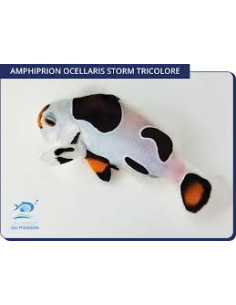 Amphiprion ocellaris Tricolor Storm