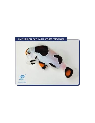 copia de Amphiprion ocellaris Mocha Storm