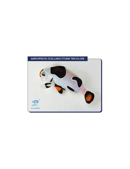 copia de Amphiprion ocellaris Mocha Storm