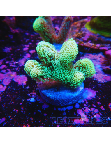 Stylophora pistillata (Green polyp)