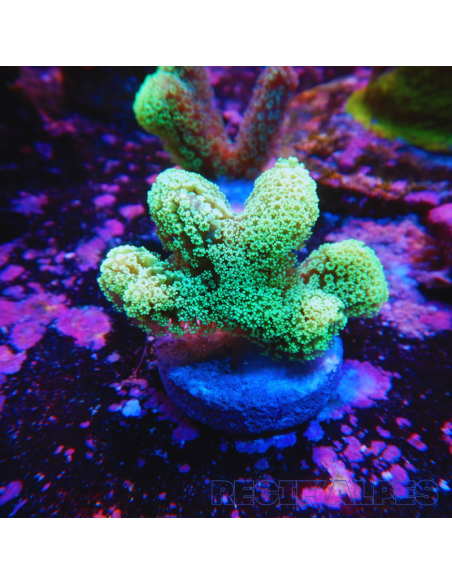 Stylophora pistillata (Green polyp)