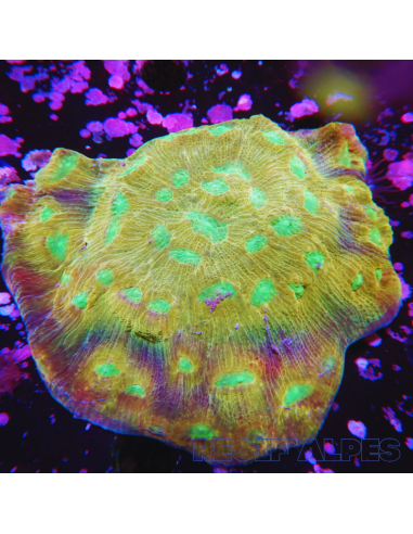 Mycedium elephantosus Or et Vert