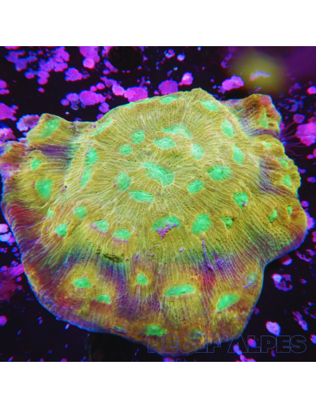 Mycedium elephantosus Or et Vert