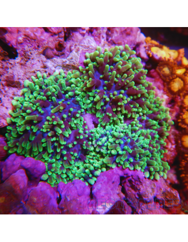 Rhodactis indosinensis