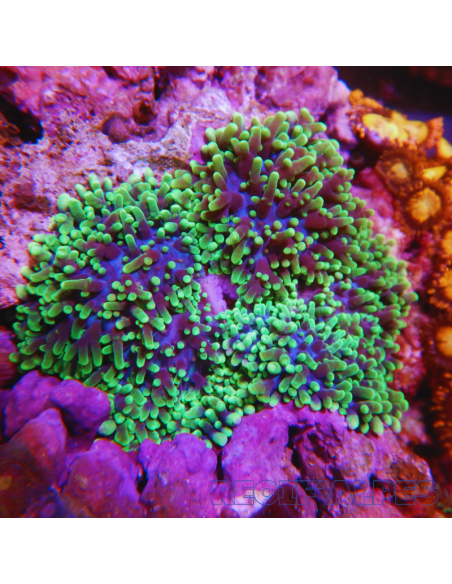 Rhodactis indosinensis