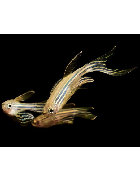copia de BRACHYDANIO RERIO