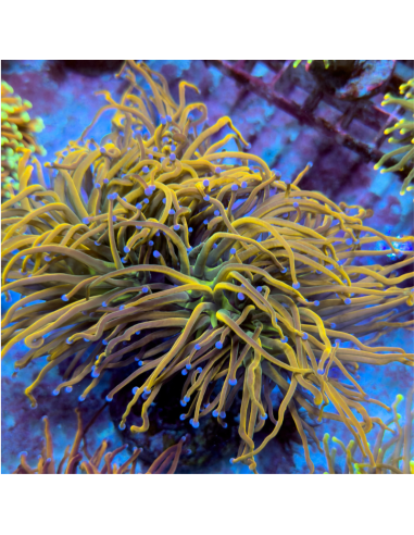 Euphyllia Glabrescens Rapunzel