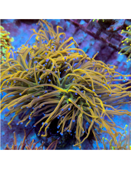 Euphyllia Glabrescens Rapunzel