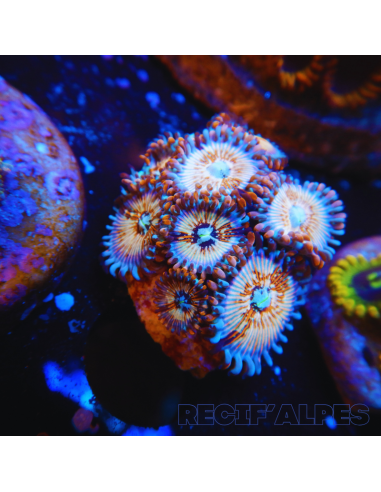 Zoanthus Seductions