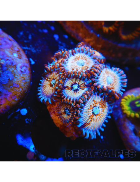 Zoanthus Seductions