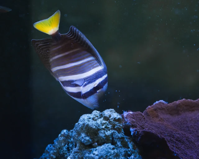 Poisson dans un aquarium Récif'Alpes — Recif Alpes